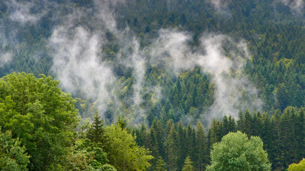 Fototapeta na wymiar rare morning fog in the forest