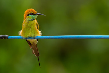Green Bee-Eater perching on blue electrical wire, looking into a distance