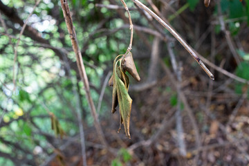 Dried Leaf  in Local Mountain, Seoul, Korea
