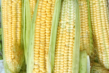 corn cobs of juicy corn new crop texture
