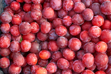 many berries of cherry plum bright color new crop