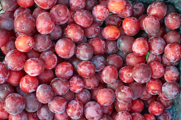 many berries of cherry plum bright color new crop
