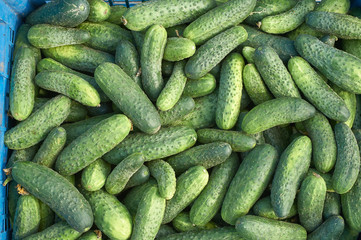 many fresh green small cucumbers texture