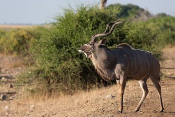 Naklejka na ściany i meble a beautiful male kudu standing in the sun, chobe national park in botswana africa