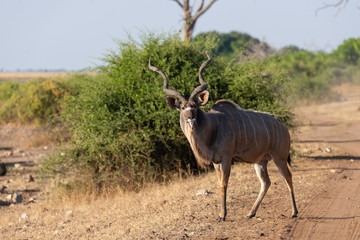 a beautiful male kudu standing in the sun, chobe national park in botswana africa