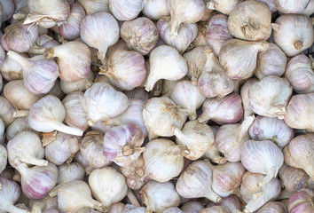 many garlic bulbs texture new crop