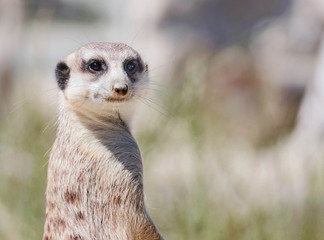 Fototapeta premium Erdmännchen in einem Wildpark in Deutschland 