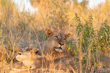 portrait of a african lion sitting in the gras in chobe national park, beautiful sunlight