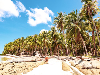 Man walking on the white beach and turquoise water with clear blue sky and lots of palm trees  on Sicsican Island in Balabac, Palawan, Philippines