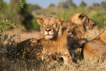 portrait of a african lion sitting in the gras in chobe national park, beautiful sunlight