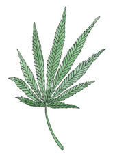 Watercolor illustration branch of Green Hemp leave