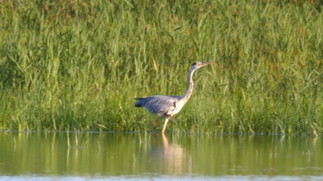Grey heron, Ardea cinerea, running and catching a fish in a salt marsh habitat