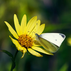 Moth on flowers bud
