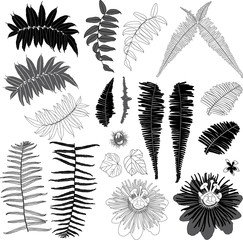 Vector black and grey suburban jungle elements with tropical leaves and wild flower. Vector illustration.