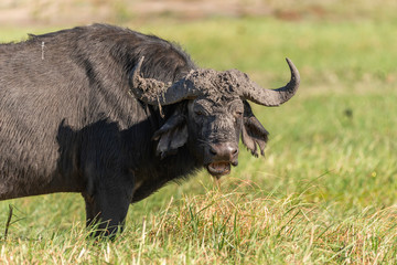 portrait of a african buffalo grazing in chobe national park