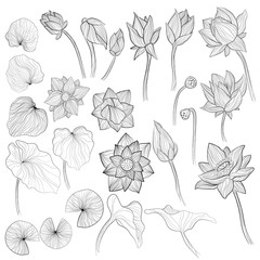 Water lily flowers, blossom bud and leaves outline vector illustration set on white background. Collection of sketch art of lotus elements