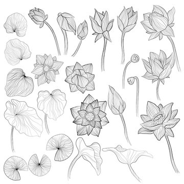 Water lily flowers, blossom bud and leaves outline vector illustration set on white background. Collection of sketch art of lotus elements © Juri Kam