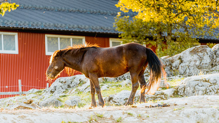 Koń, konie na pastwisku © Dreamnordno