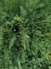 pine grows in the forest and in people's yards