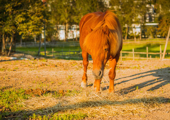 Koń, konie na pastwisku © Dreamnordno