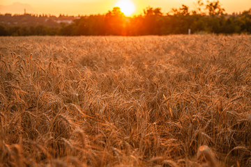 wheat field in the setting sun