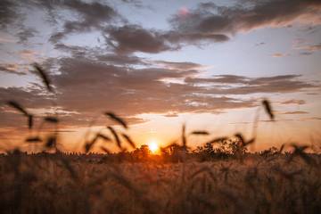 wheat field in the setting sun