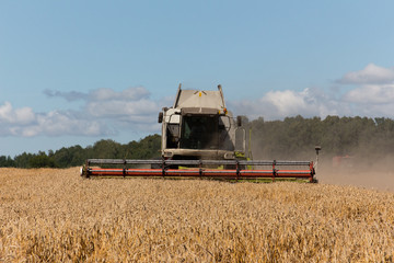 Fototapeta na wymiar Harvesting wheat in a field. Grain-filled golden ear