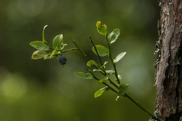 Isolated single blueberry on a small bush in a forest with shallow depth of field.