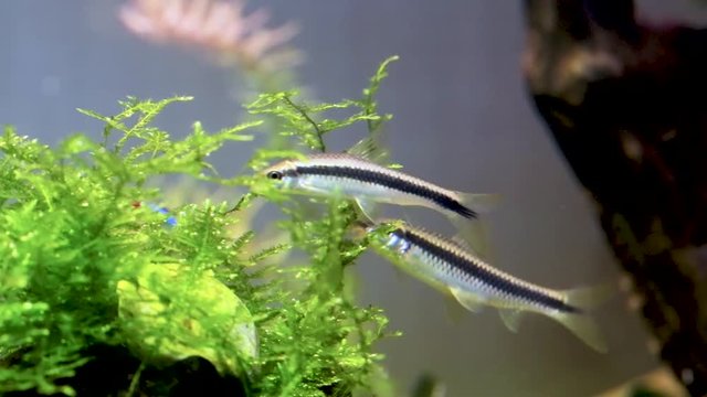 groups SAE Siamese algae eater. striped fish eat algae in an aquarium