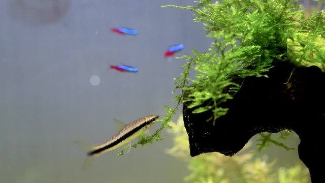 groups SAE Siamese algae eater. striped fish eat algae in an aquarium