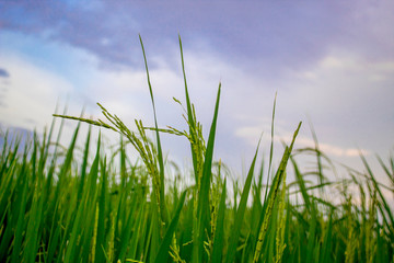 Close up beautiful white flower with green leaves.