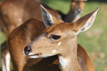 Buschbock / Bushbuck / Tregelaphus scriptus