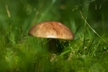 Mushroom of Leccinum family growing isolated inside a forest on grass during early summer in Sweden. 