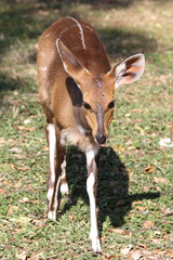 Buschbock / Bushbuck / Tregelaphus scriptus