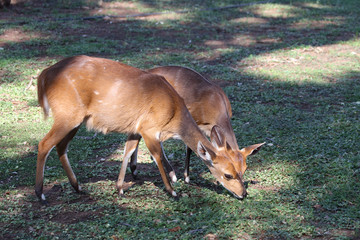 Buschbock / Bushbuck / Tregelaphus scriptus