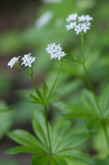 Galium odoratum flowers