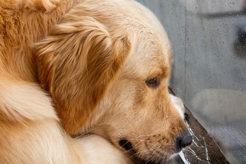 sad golden retriever looks out the window in the rain