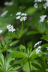 Galium odoratum flowers