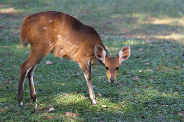 Buschbock / Bushbuck / Tregelaphus scriptus