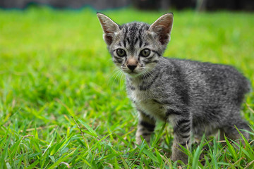 Cute little kittens are playing on the grass in front of the house.