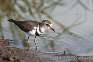 Dreibandregenpfeifer / Three-banded plover or Three-banded sandplover / Charadrius tricollaris