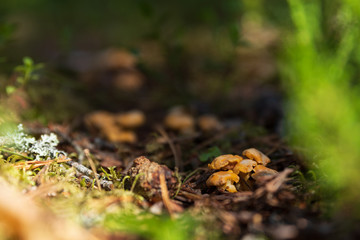 Close up of the first small Chanterelle mushrooms growing in soil inside a Swedish forest during early summer. 