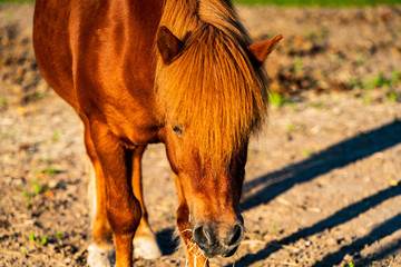 Koń, konie na pastwisku © Dreamnordno