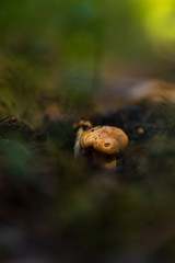 Close up of the first small Chanterelle mushroom growing inside a Swedish forest during early summer. 