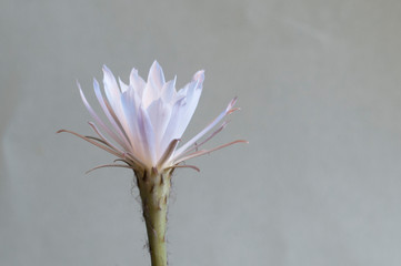 Flowering cactus Echinopsis sp
