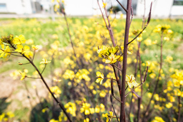Rape flower field in Luoping County, Yunnan