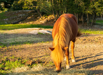 Koń, konie na pastwisku © Dreamnordno
