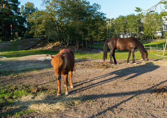 Koń, konie na pastwisku © Dreamnordno