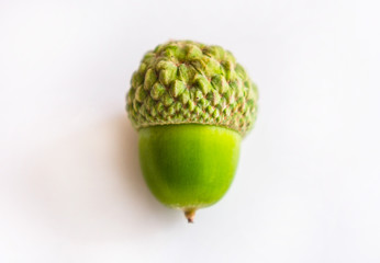  One green acorn isolated on white background.