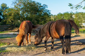Koń, konie na pastwisku © Dreamnordno
